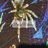 Spiders French Terry