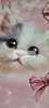 Katzen French Terry